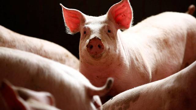 FILE PHOTO: Pigs are seen in a piggery at a village near Warsaw