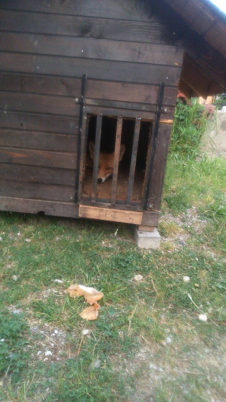 Nije bijesan: U zagrebačkom Rudešu uhvatili gladnog lisca