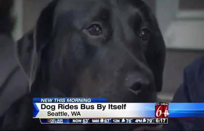 Šverca se: Ovaj crni labrador u park odlazi sam - autobusom!