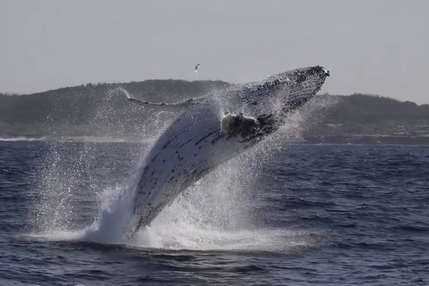 Čudesna snimka: Prvi puta ove godine snimili kitove u Australiji