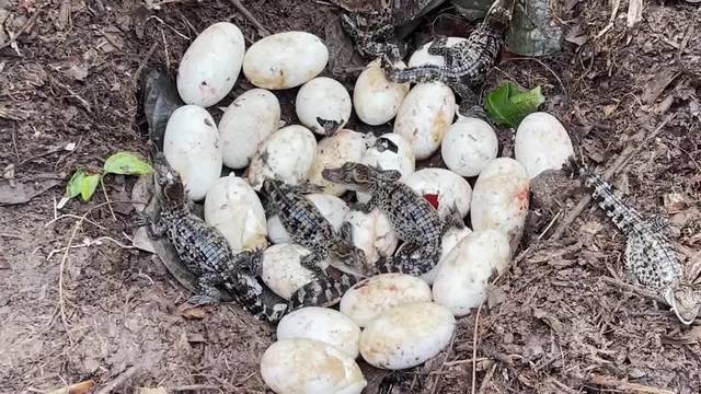 Cambodia finds nests of rare Siamese crocodiles in historic breeding event