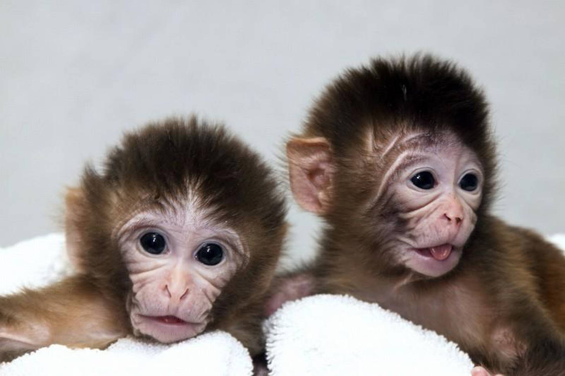 Monkey twin. Близнецы обезьяна. Клонированные обезьяны. Трансгенные обезьяны.