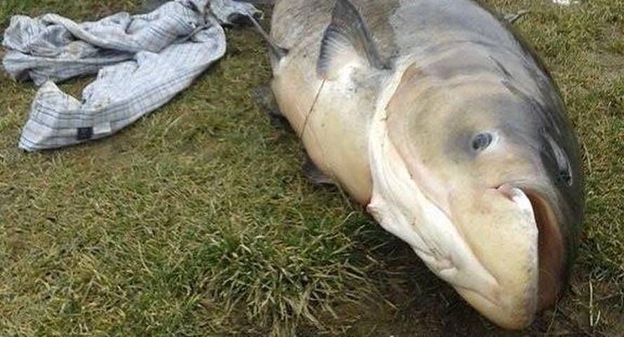 Rukama izvukli ribu od 42 kg:  'Onda smo se tresli 45 minuta'