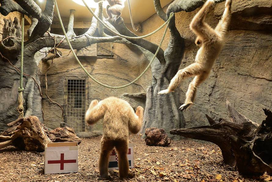 Gibon Kent predvidio pobjedu Hrvatske: Danas nije oklijevao