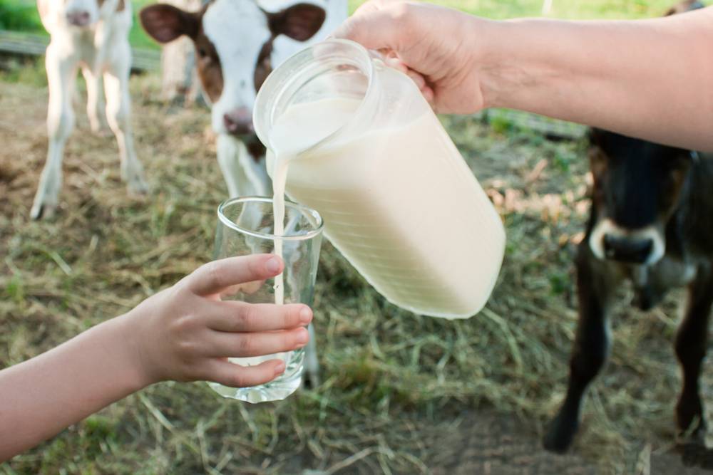 Milk,Is,Poured,From,A,Jug,Into,A,Glass,Held
