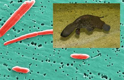 U mlijeku čudnovatog kljunaša  otkrili lijek za superbakterije?