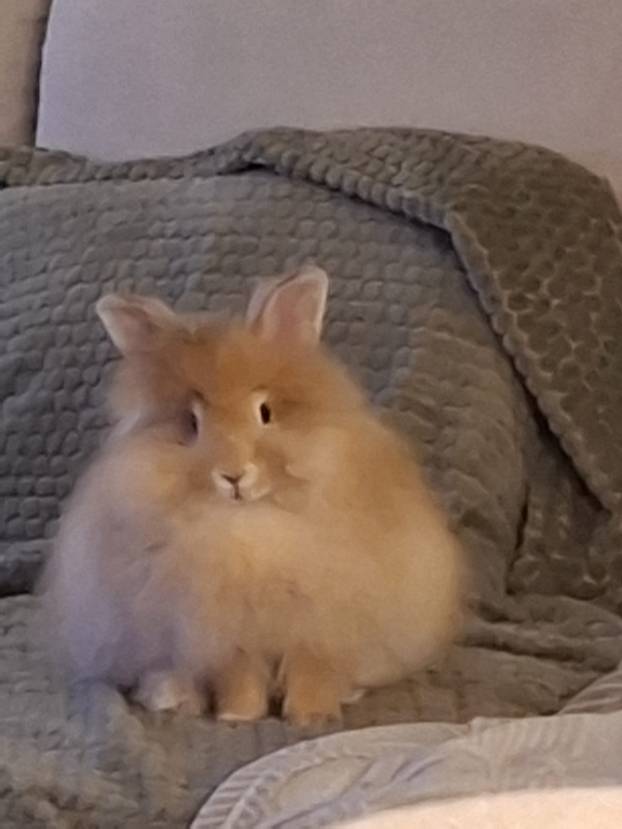 SUPER FOTKE vaših ljubimaca! Neki bi mogli biti viralni hit, ali svi su jednostavno neodoljivi