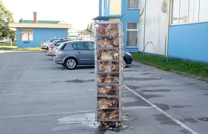 Bizaran prizor u Virovitici: Iz kamiona mu ispale žive kokoši
