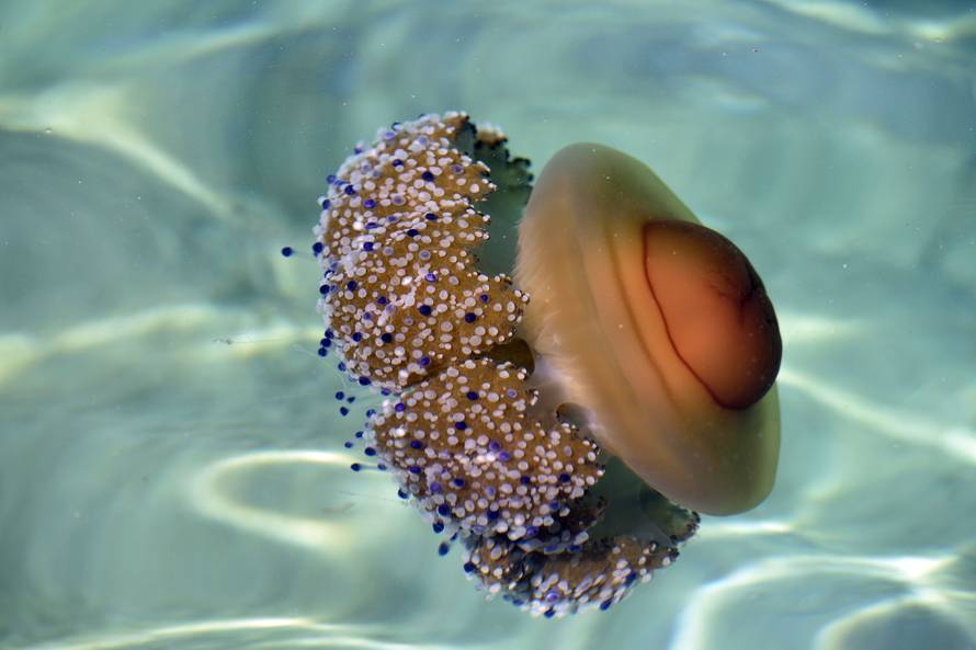 Invazija na Istru:  Nakon kitova, kupače su prestrašile meduze