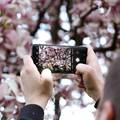 Prizori koje Zagrepčani čekaju cijelu godinu: Procvale su magnolije na Tomislavcu