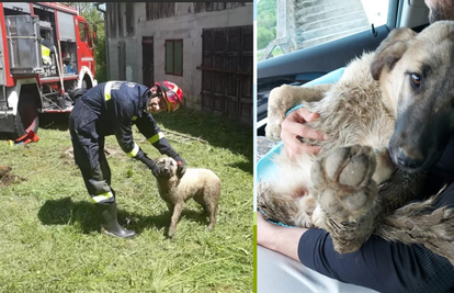 Psa pronašli u septičkoj  jami, spasili  ga vatrogasci: 'Čuli smo cviljenje, lavež i zapomaganje'