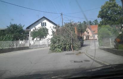 Kamion se nije vidio od granja i lišća koje je bilo natovareno