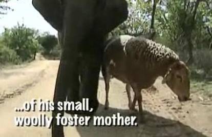 J. Afrika: Ovca je postala mama napuštenom slonu
