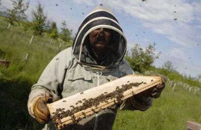 Princu Charlesu razbojnici ukrali stotine tisuća pčela