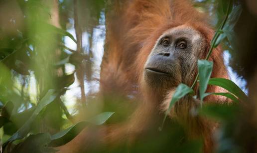 Otkrili novu vrstu orangutana, a već je na rubu izumiranja