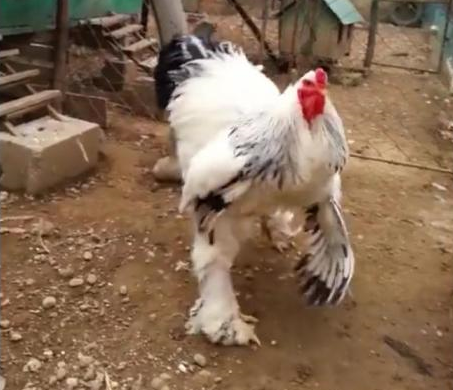 Kosovski 'GMO': Od gigantske će kokoši juhe biti za cijelo selo