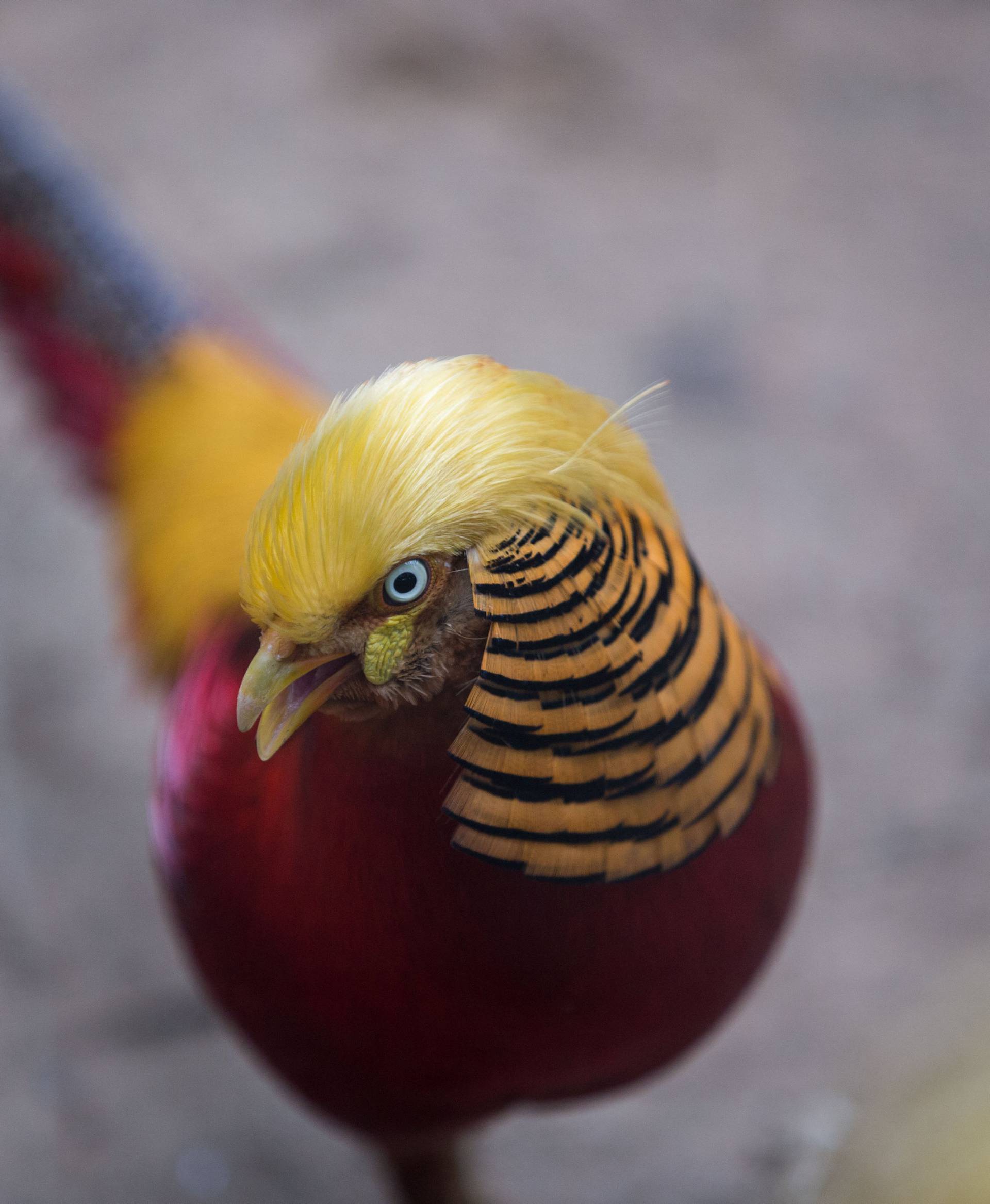 A golden pheasant is seen at Hangzhou Safari Park in Hangzhou