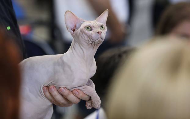 FOTO Otvorena Svjetska izložba mačaka u zagrebačkom Family Mallu! Traje i tijekom nedjelje