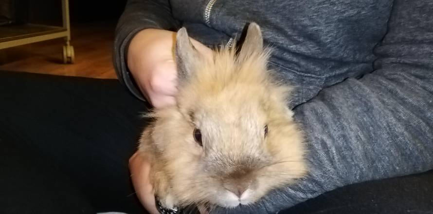 Želite kunića za ljubimca? Oni će vam pomoći da ga imate