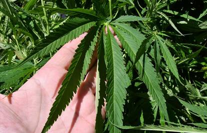 Slovenija pred legalizacijom marihuane? Sedam grama 'u džepu' i četiri biljke po osobi