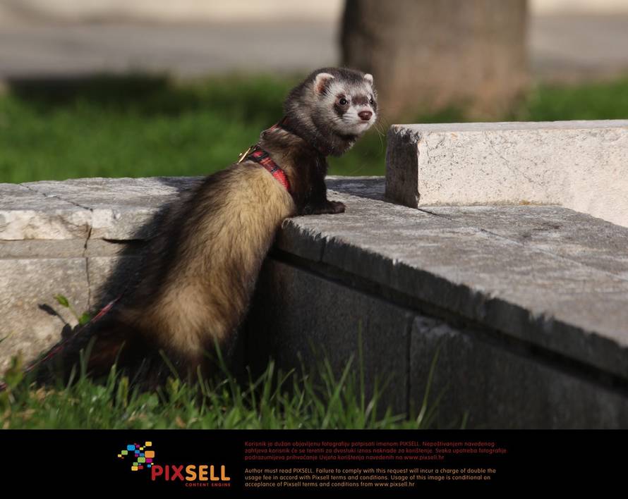 Željko Mršić/Pixsell