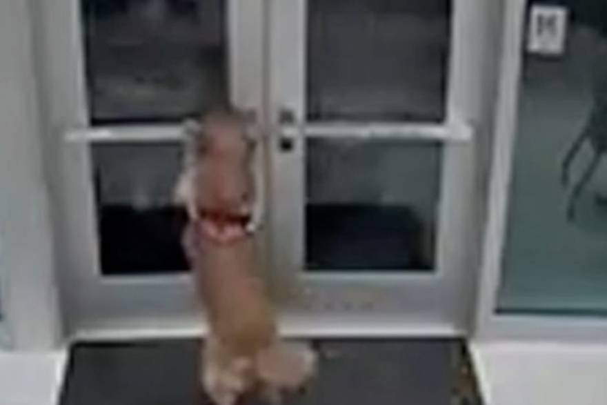 viral za vikend pas pustio vartogasca u postaju
