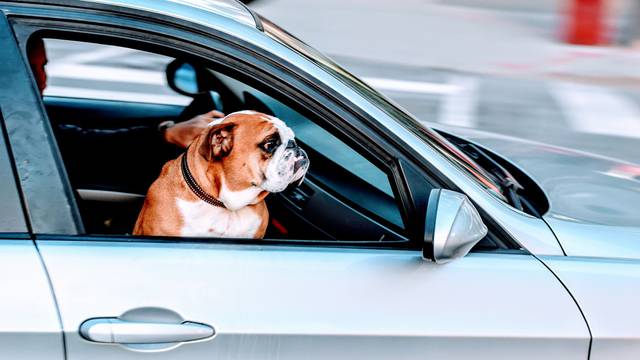 Vožnja s psom na suvozačkom mjestu može koštati 40.000 kn