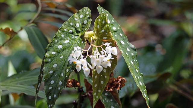 Polka Dot Begonia: Dizajneri interijera obožavaju ovu biljku