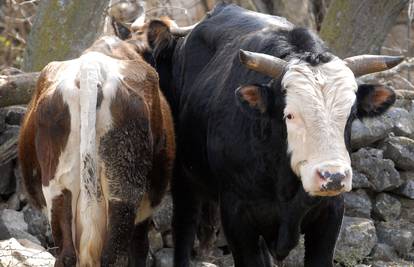 Krupa kraj Obrovca: Napaljeni bik selom 'naganja' krave 