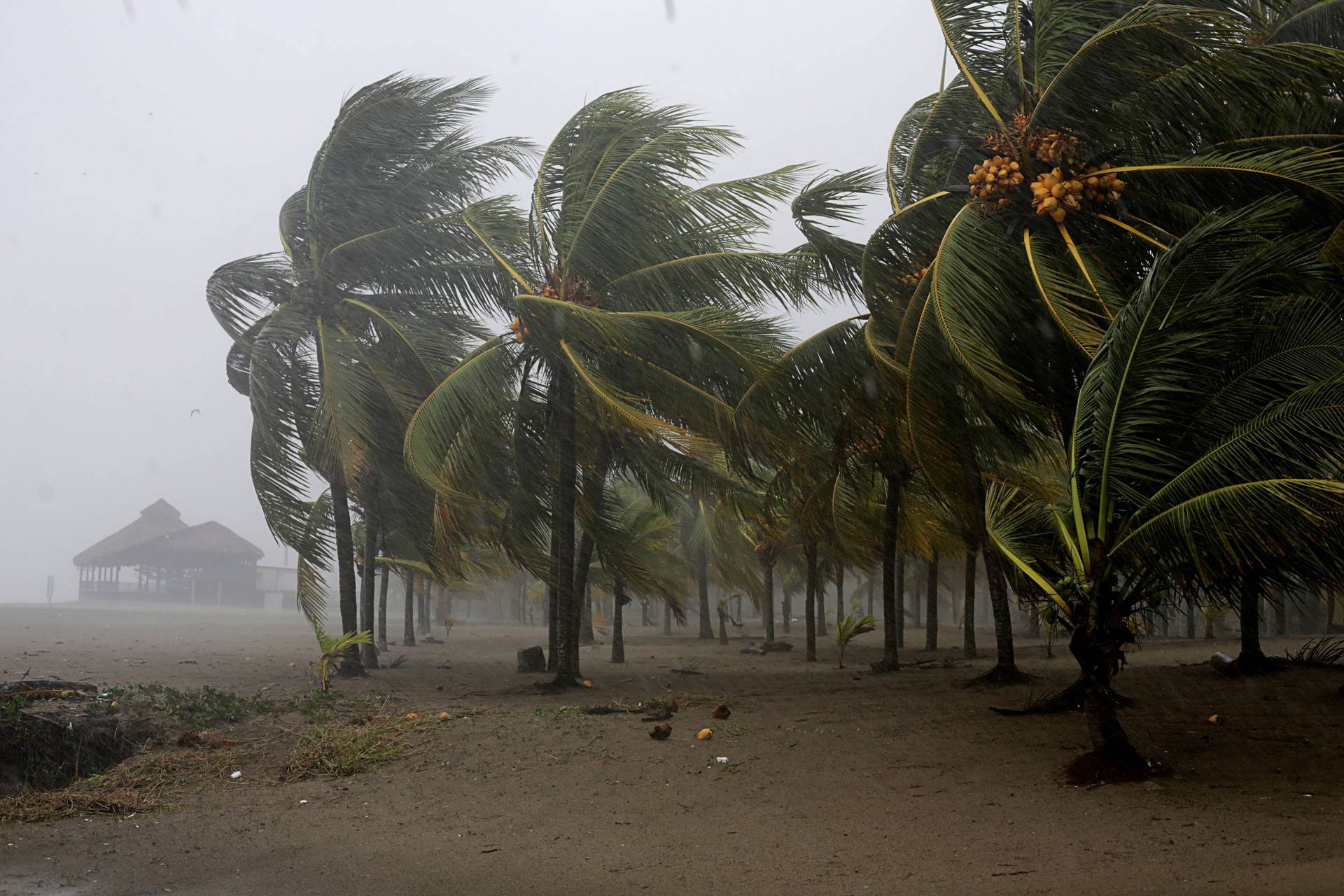 FILE PHOTO: Palm trees sway in the wind as Hurricane Eta approaches, in Tela