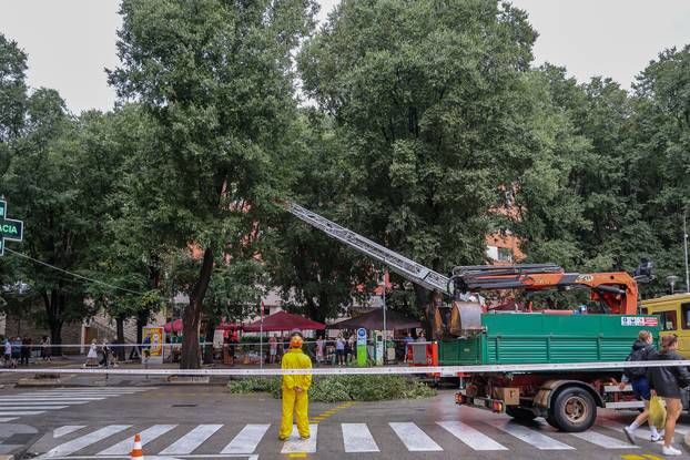 Pula: Srušeno napuklo stablo na Giardinima 
