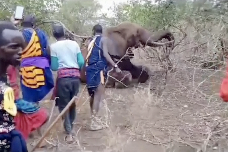 Uzemirujuća snimka iz Kenije: Seljaci ubili slona jer je krdo zgazilo dijete