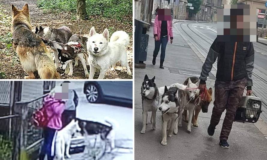 Misterij ostavljenih pasa na Grmoščici: Zavezali ih za drvo i otišli. Imaju mađarske čipove!