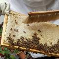 Milijuni australskih pčela u 'lockdownu' zbog parazita