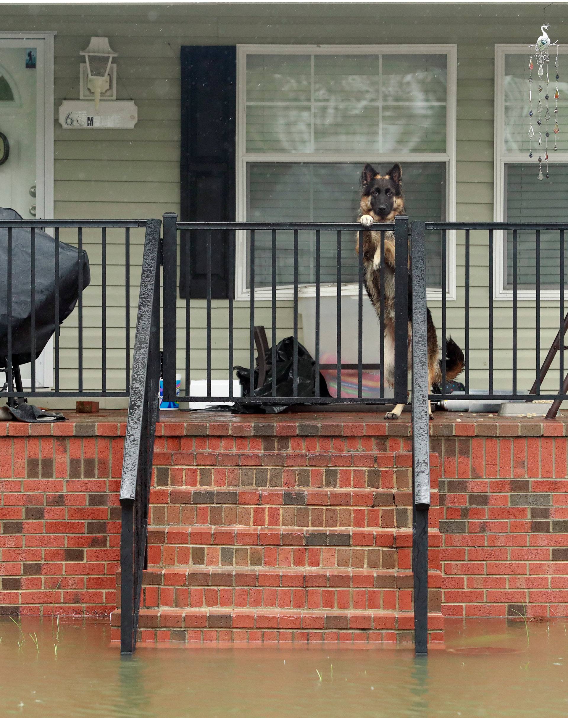 Dog seen on porch in Hurricane Florence aftermath in Lumberton