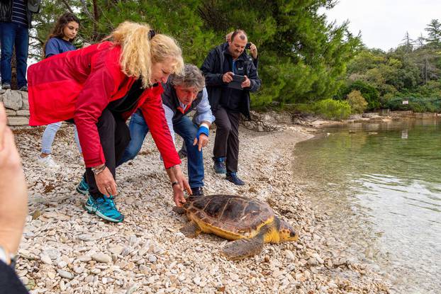 Na Brijunima puštene dvije glavate želve koje su se oporavljale u pulskom Aquariumu