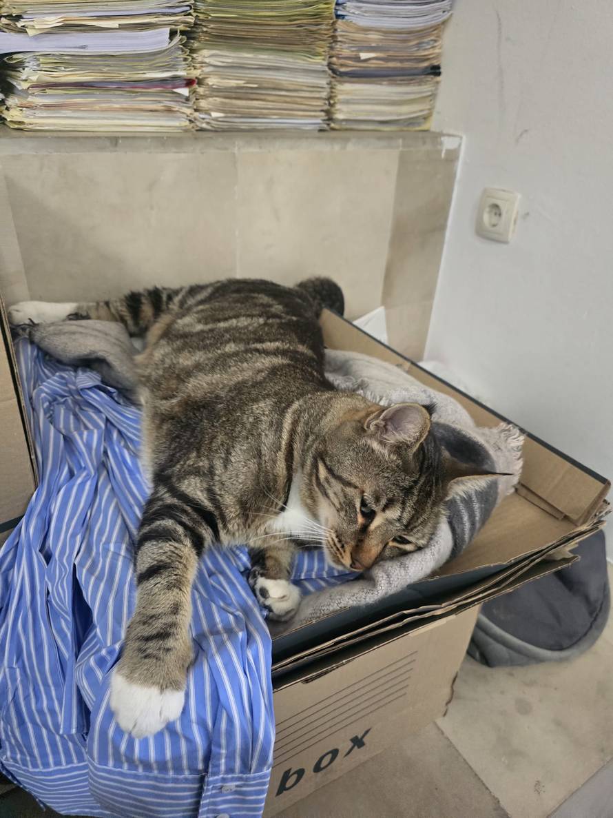 Mačak Paško dobio svoju kućicu ispred šibenske Gradske uprave