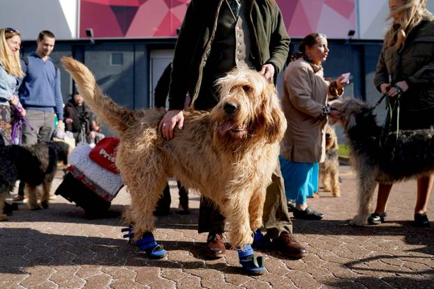 Crufts Dog Show 2025 - Day One