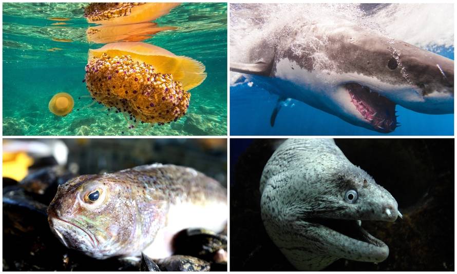 Ovo je lista opasnih stanovnika Jadrana, ima i morskih pasa. Stručnjaci: 'Ne dirajte životinje'