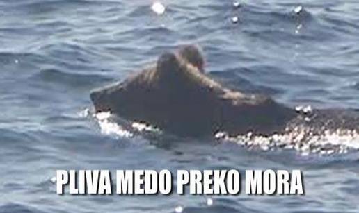 Rođeni plivač! Medvjed s kopna otplivao na otok Rab
