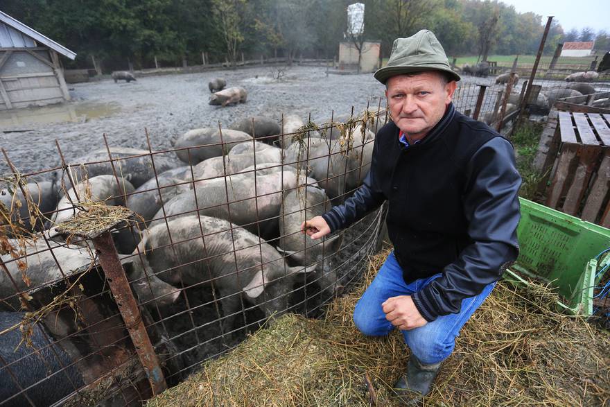 Afrička svinjska kuga širi se Posavinom: 'Imam 500 svinja, ali strahujem da će ih pobiti'