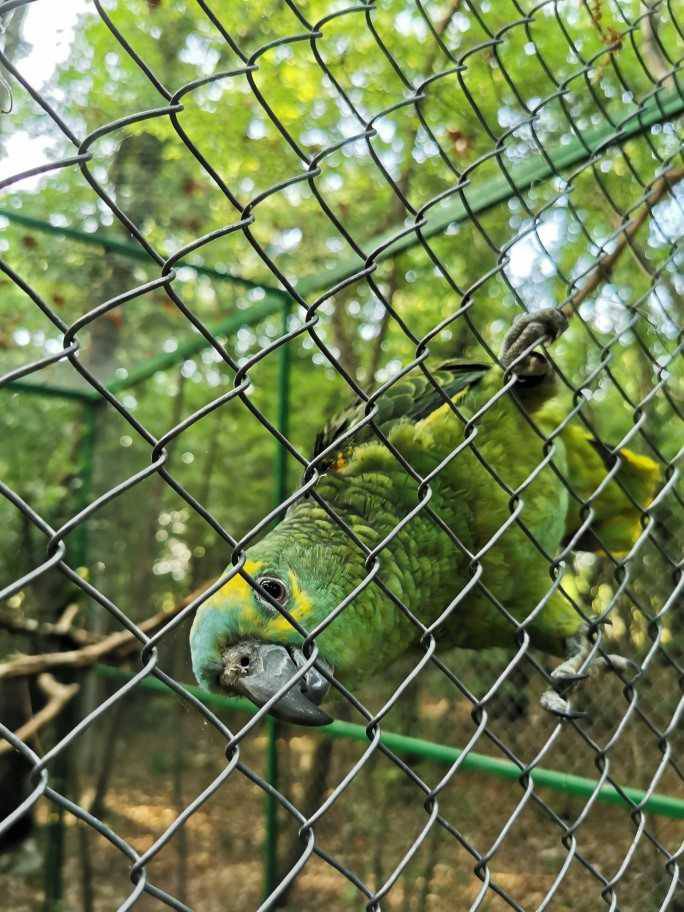 Otvara se prvi hrvatski park za ptice u šumi nedaleko od Poreča