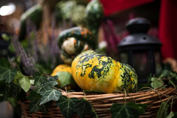 Održana 21. Bučijada i Sajam bučina ulja u Ivanić-Gradu