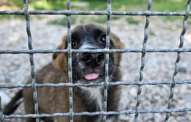 Zagreb: Sklonište za životinje u Dumovcu