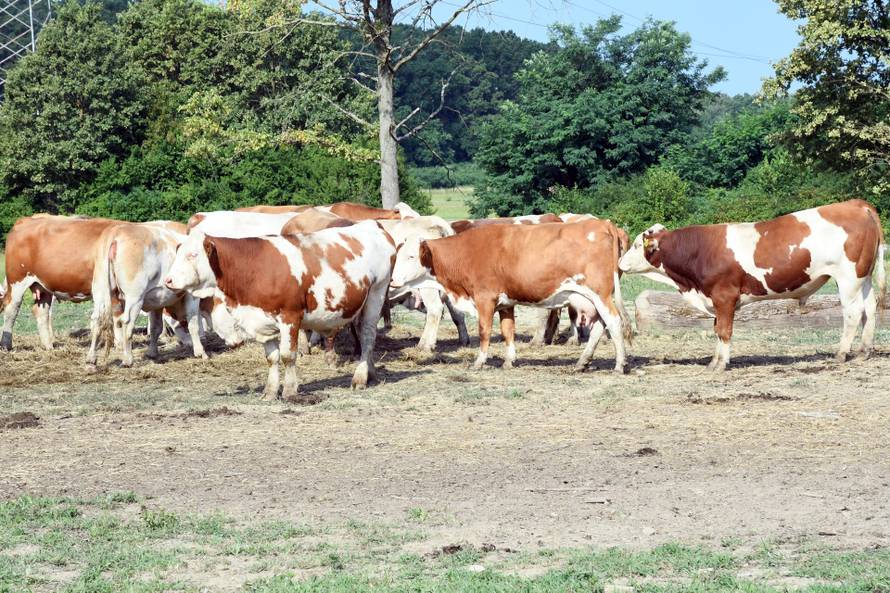 Više od stotine krava uginulo u Lonjskom polju