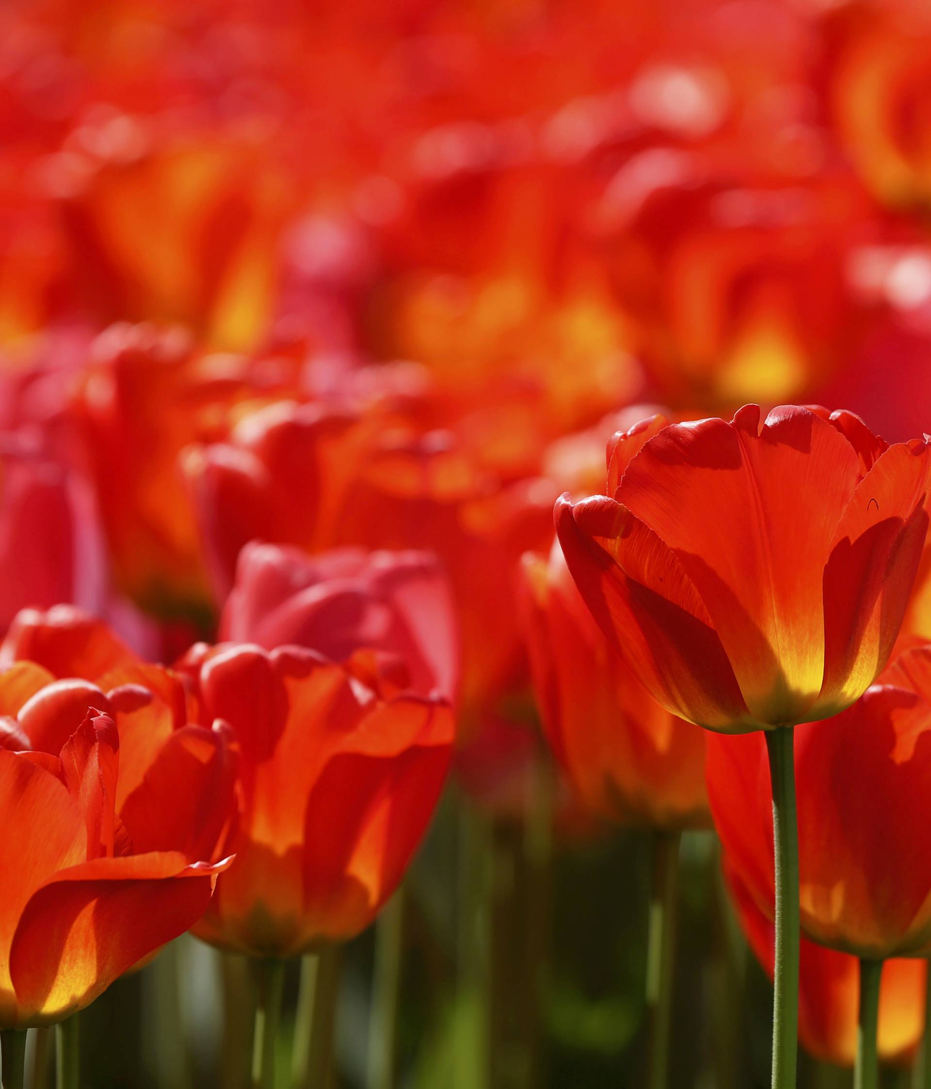 Tulips are pictured in a public park in Vienna