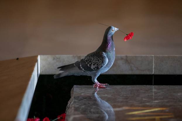 A pigeon builds a nest with collected poppies at The Australian War Memorial in Canberra