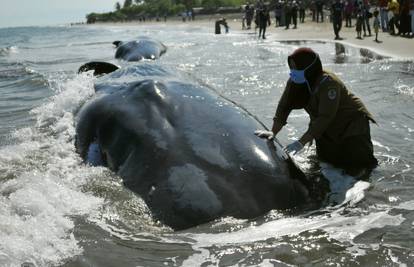 Zagadili smo i mora: Oceanski divovi ugroženi zbog plastike