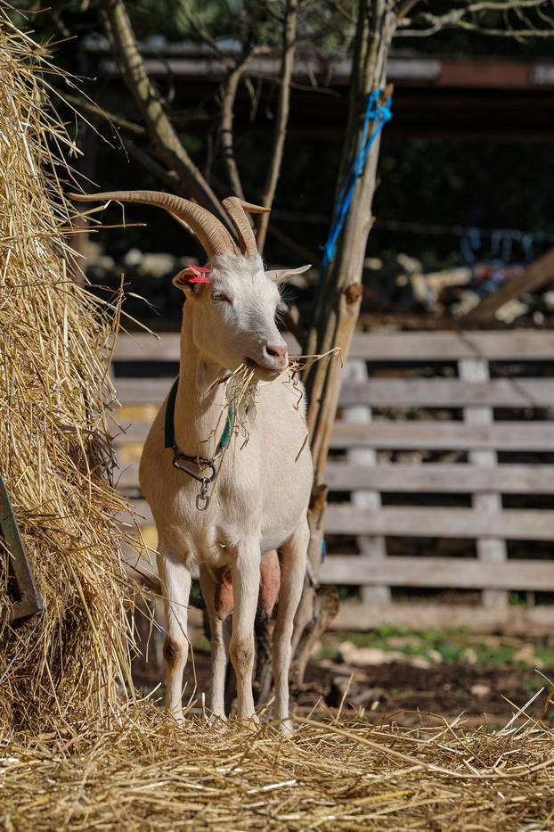Vodnjan: Za Naj kozu 2025. godine izabrana je koza Jelena, vlasnika Mattea Muškovića 