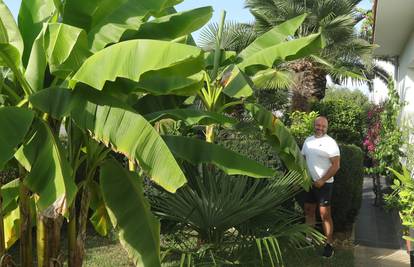 Igor u Donjem Miholjcu uzgojio divnu mediteransku džunglu!